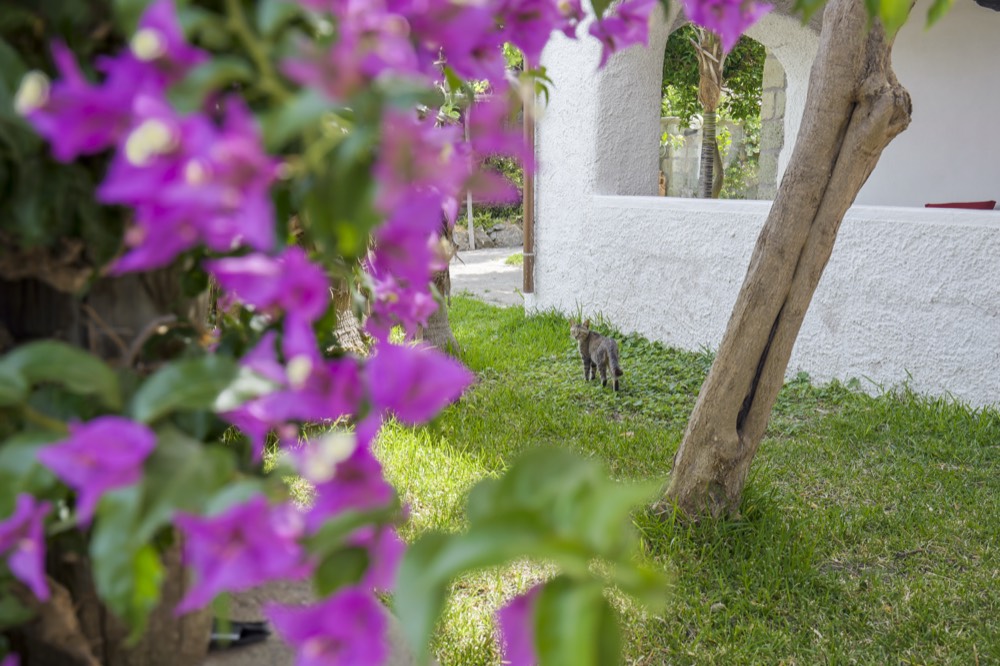 Giardino con bouganville e gatto